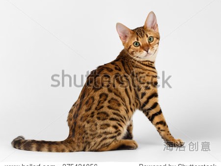 Stuffed Bengal Cat: A Comprehensive Guide to Collecting and Displaying Your Furry Friend